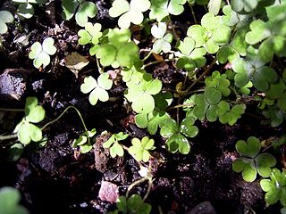 <i>Oxalis magellanica</i> Species of flowering plant