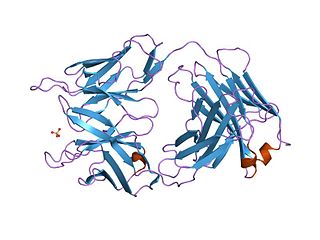 Immunoglobulin V-set domain