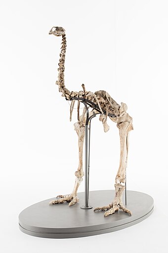 Fossil skeleton of the heavy-footed moa (Pachyornis elephantopus)