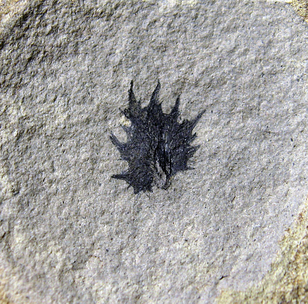 File:Palaeocarpinus species SR 06-48-02.jpg