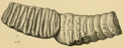 Thumbnail for Palaeoloxodon creutzburgi