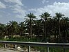 Hofuf.JPG'deki palmiye ağaçları