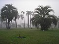 Les plantes natives de la Serra del Mar de Paraná.