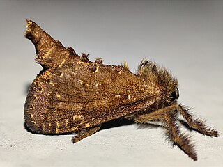 <i>Palpifer taprobanus</i> Species of moth