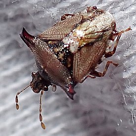 Panaetius lobulatus