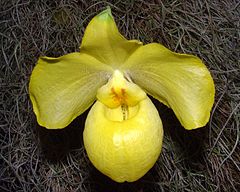 Description de l'image Paphiopedilum armeniacum Orchi 02.jpg.