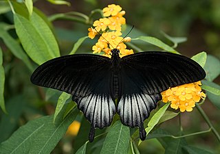 <i>Papilio memnon</i> species of insect