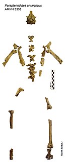 <i>Paraptenodytes</i> genus of birds (fossil)