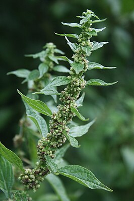 inflorescence