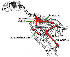 St. Croix's Macaw, skeletal reconstruction with the bones marked in red