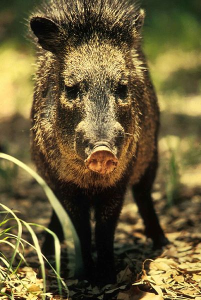 File:Peccary javelina wild boar or skunk pig tayassu tajacu.jpg