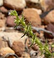 stems and leaves, Icebox Canyon, NV