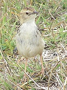 Pectoral-patch cisticola, Debre Berhan, Ethiopia, showing the pectoral patches. Pectoral patch cisticola4.jpg