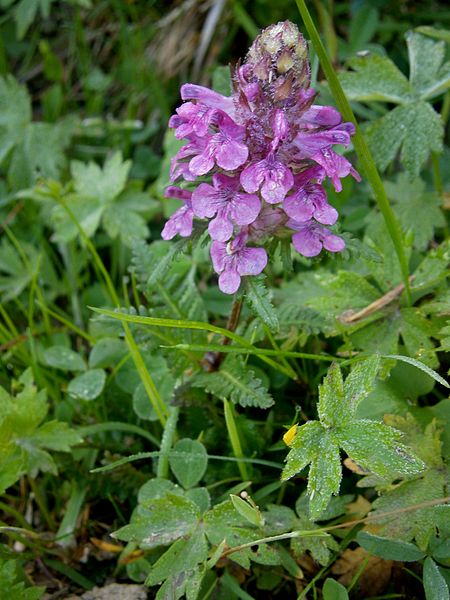 File:Pedicularis verticillata03.jpg