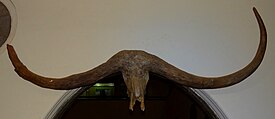 Череп буйвола Syncerus antiquus в Национальном музее Кении