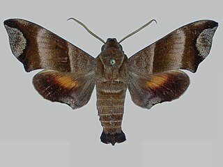 <i>Perigonia caryae</i> Species of moth