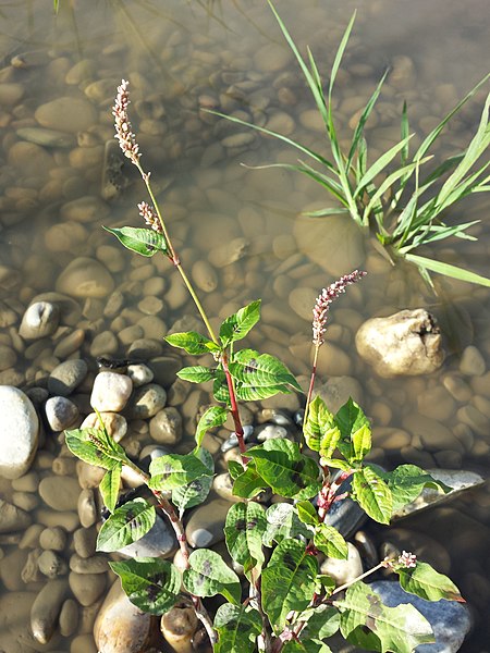 File:Persicaria lapathifolia subsp. brittingeri sl1.jpg