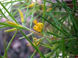 Persoonia juniperina 4251.jpg