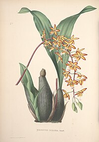 plate 20 Eriopsis biloba