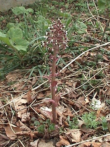 File:Petasites hybridus (Habitus).jpg