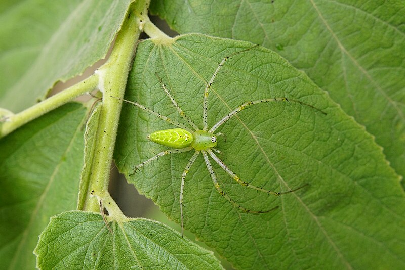 File:Peucetia viridana 6985.jpg