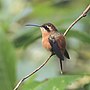 Miniatura para Phaethornis ruber