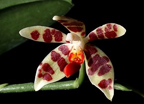 Descrierea imaginii Phalaenopsis maculata Orchi 22614.jpg.