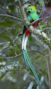 Vorschaubild für Quetzal (Vogel)