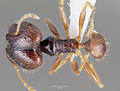 Pheidole speculifera casent0003238 dorsal 1. jpg