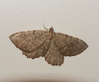 <i>Philereme vetulata</i> Species of moth