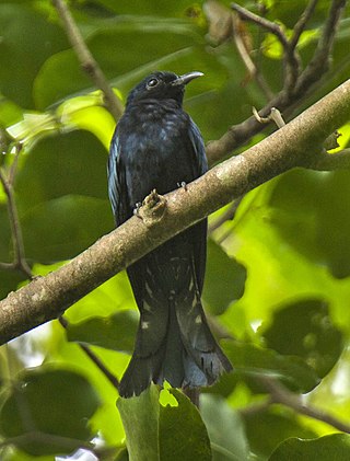 <span class="mw-page-title-main">Philippine drongo-cuckoo</span> Species of bird