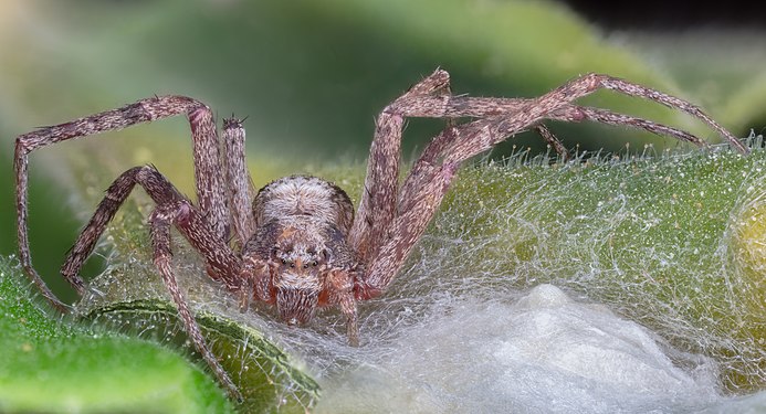 Wandering crab spider (Philodromus aureolus), Hartelholz, Munich, Germany.