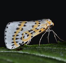 Philtraea monillata (14863533198).jpg