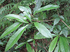 May 16: the plant Phoebe hunanensis