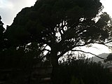 Català: Pi Pinyoner de Can Candeler. Masia Can Candeler (Sant Just Desvern). ca:Pinus pinea. This is a a photo of a protected or outstanding tree in Catalonia, Spain, with id: MA-082212/AIL-01-2013 Object location 41° 23′ 26.08″ N, 2° 04′ 48.09″ E  View all coordinates using: OpenStreetMap