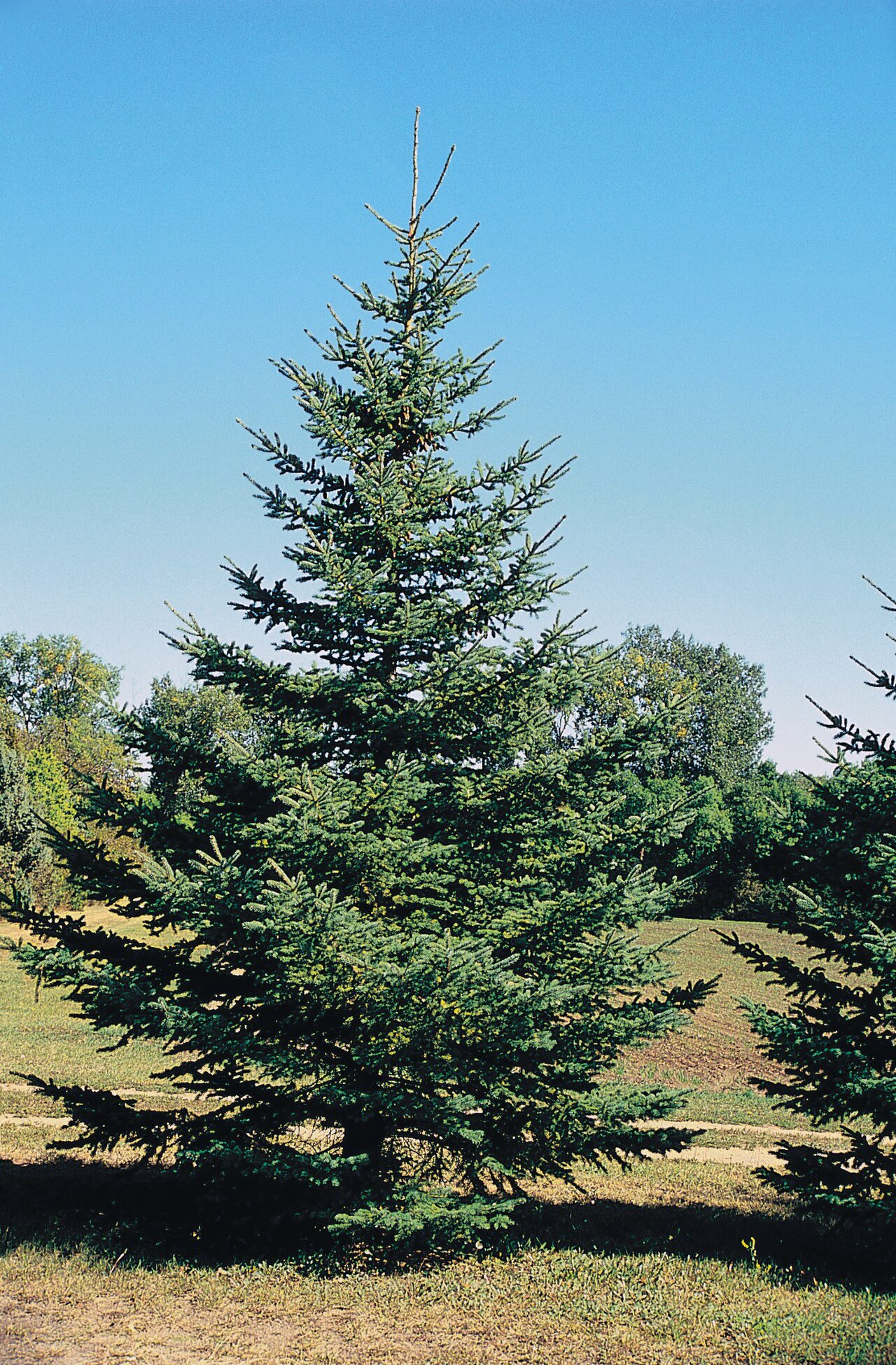 Названия елок фото. Picea Excelsa. Ель красная Picea Rubens. Ель обыкновенная крона. Ялина дерево.