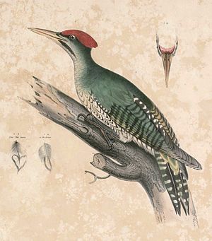 Picus viridanus Hardwicke.jpg