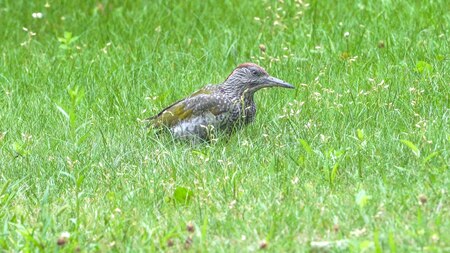 The green woodpecker Dzięcioł zielony w akcji