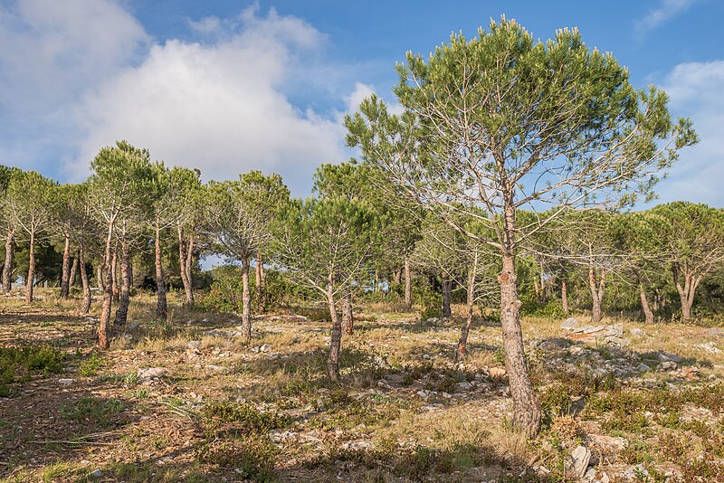 File:Pine forest of Sète 03.jpg