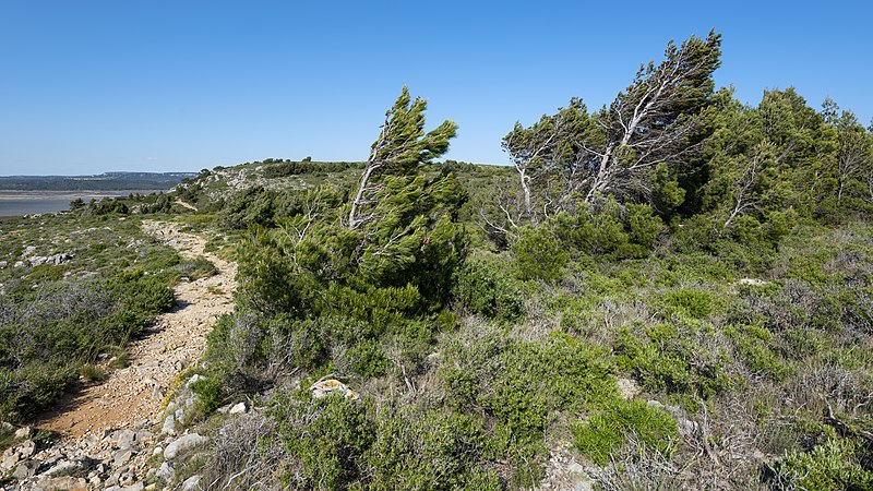 File:Pine trees, Île Saint-Martin, Gruissan cf02.jpg