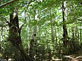 Bosque de hayas en el Valle de Pineta.