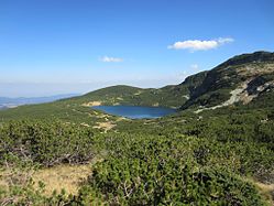P. mugo subsp. mugo, massif du Rila, Bulgarie.
