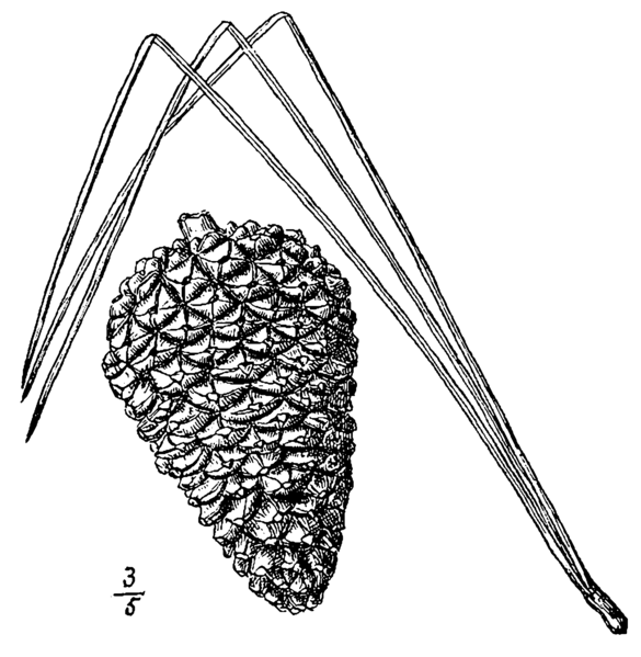 File:Pinus serotina drawing.png