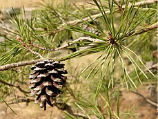 cone and foliage