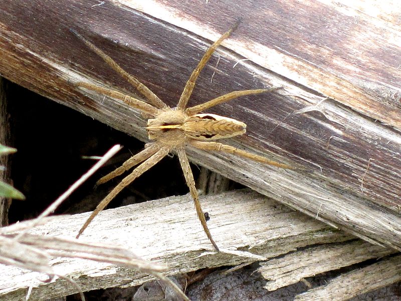 File:Pisaura mirabilis (Nursery web spider) , Arnhem, the Netherlands.JPG