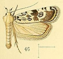 Pl.5-fig.46-Dactylethrella bryophilella (والسینگام ، 1891) (Nothris) .jpg