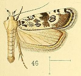 Dactylethrella bryophilella