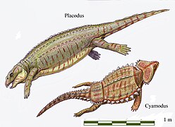 Placodus sp. & Cyamodus sp. (Placodontia) †