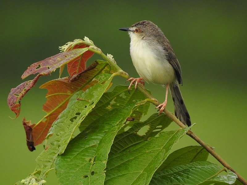 File:Plain prinia-kannur@kattampally - 6.jpg