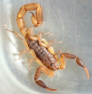 <i>Pseudolychas</i> Genus of scorpion endemic to Southern Africa